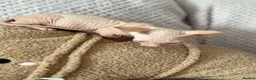 Sphynx cats for sale: Canadian sphynx kittens  - Advert 13