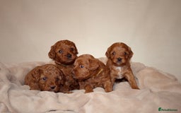 Cavapoo dogs for sale: 2 Beautiful F1B Cavapoo Boys Available!🩵 - Image 2