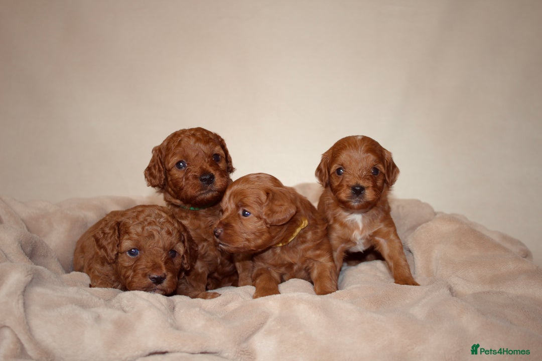 Cavapoo dogs for sale: 2 Beautiful F1B Cavapoo Boys Available!🩵 - Image 2