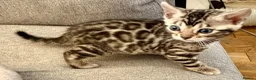 Bengal cats for sale: 4 Gorgeous Bengal Kittens ready for reservation  - Advert 9