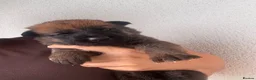 Mixed Breed dogs for sale: Beautiful GSD x Belgian Malinois Pups  - Advert 11