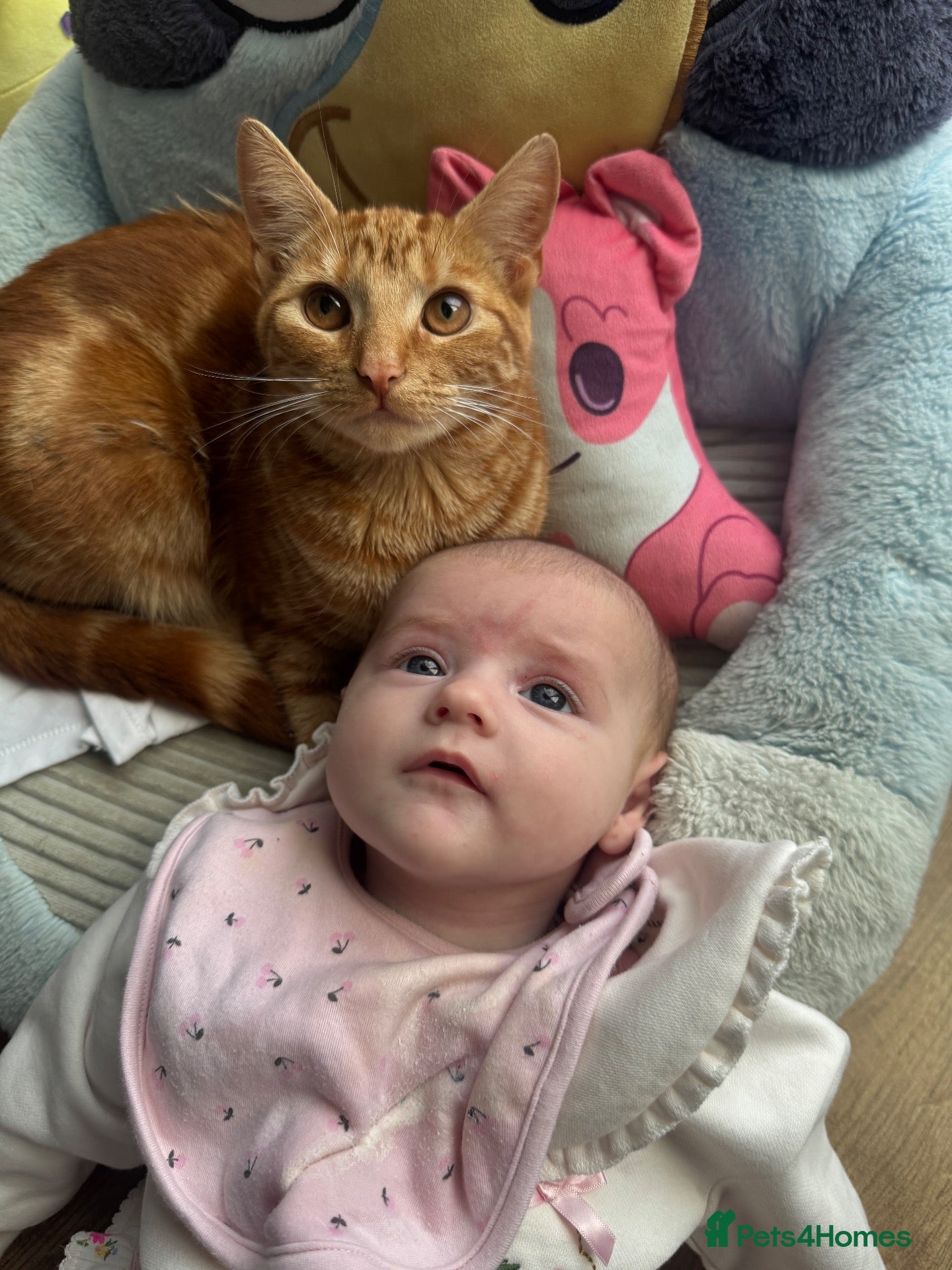 Mixed Breed cats Rita🧡 - Advert 1