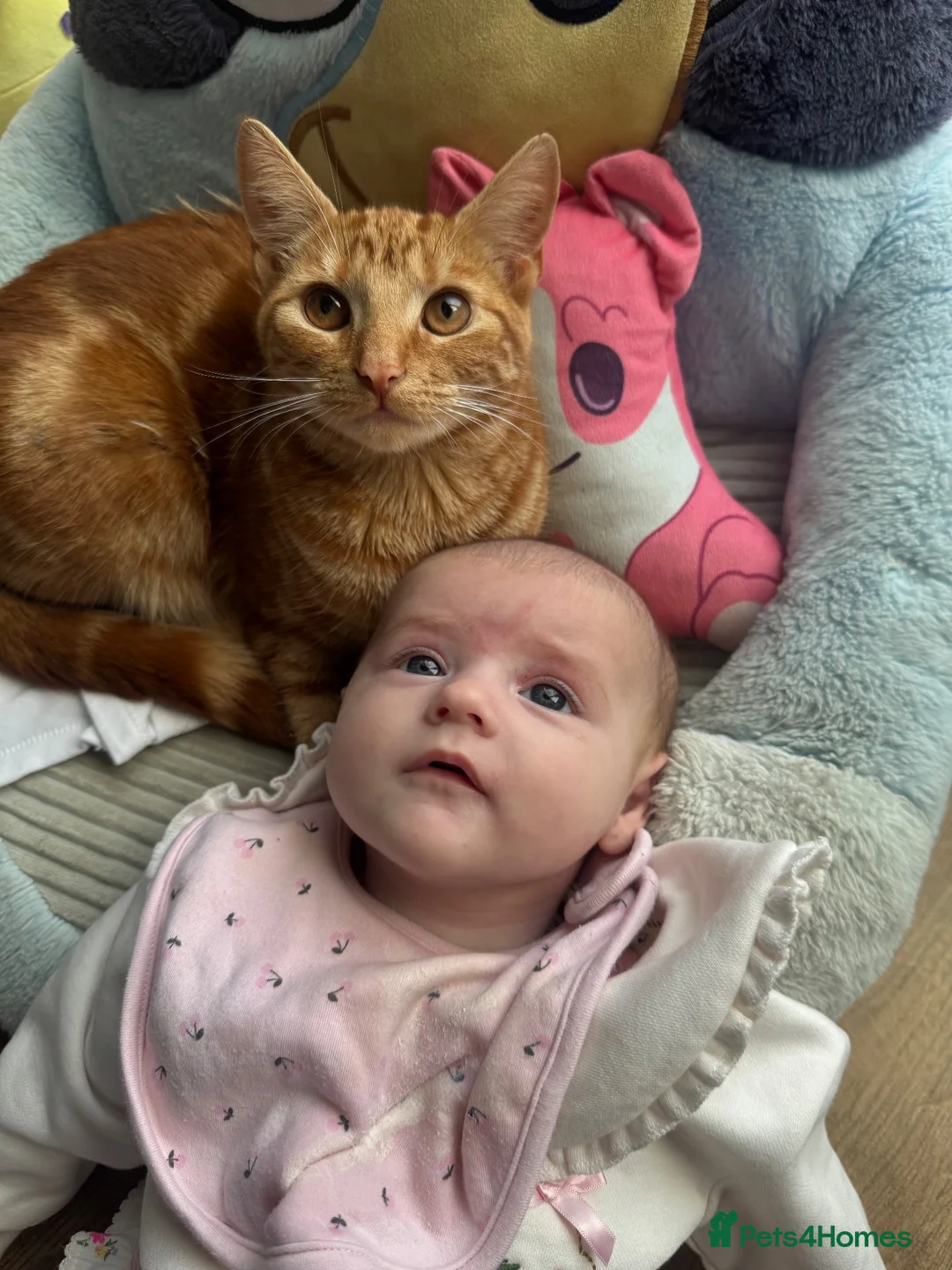 Mixed Breed cats for sale: Rita🧡 - Advert 1