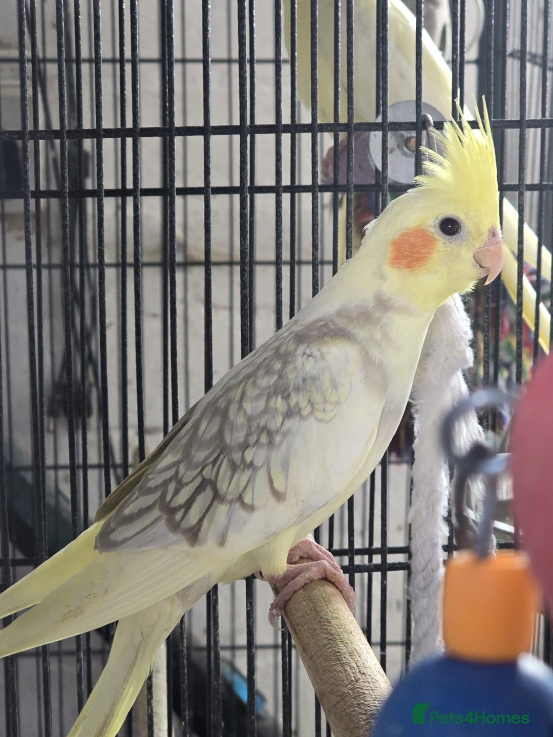 Cockatiels birds for sale: Young aviary Bred cockatiel  - Image 8