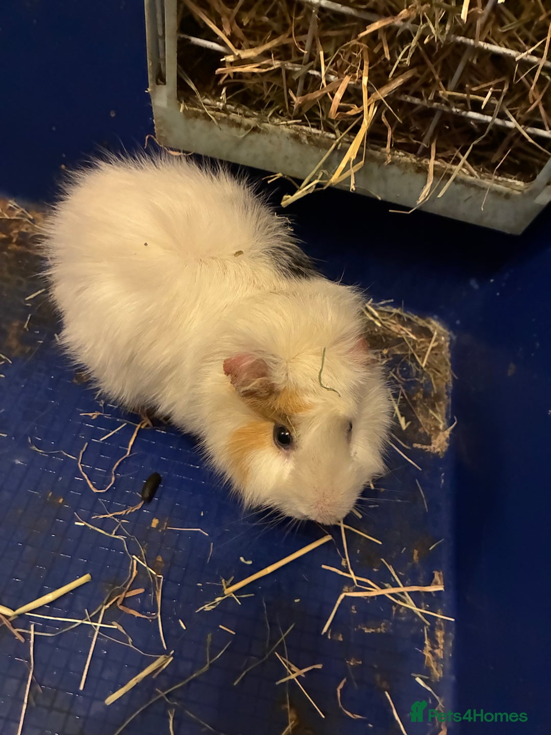 Guinea Pig rodents for sale: Two male guinea pigs - Advert 1