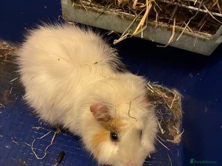 Guinea Pig rodents Two male guinea pigs - Advert 1