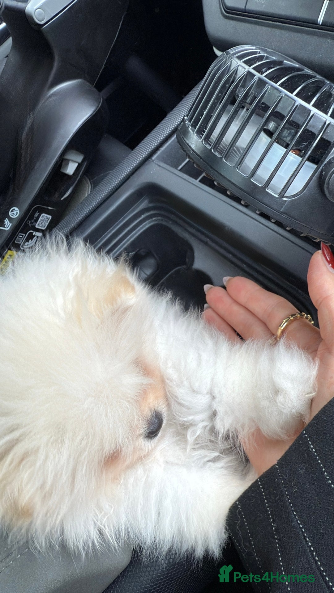 Pomeranian dogs for sale: Mini Pomeranian boy - Image 7