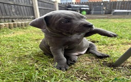 Staffordshire Bull Terrier dogs for sale: 💥READY TO LEAVE NOW 💥 PURE BLUE STAFFS PUPS🩵 in Barnsley - Image 28
