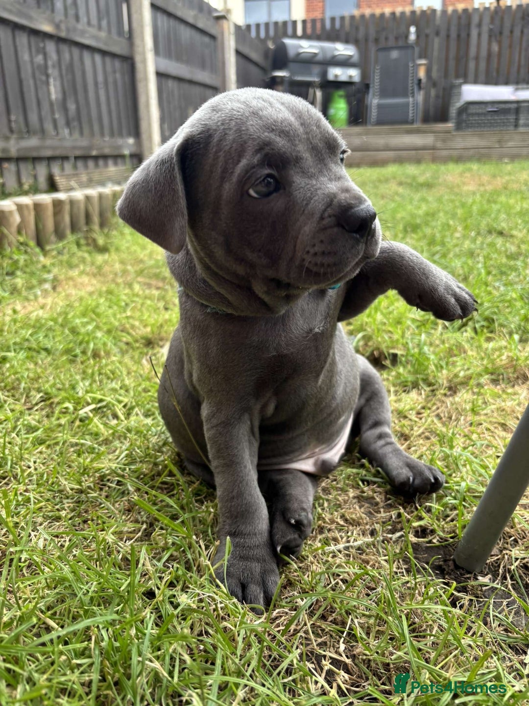 Staffordshire Bull Terrier dogs for sale: 💥READY TO LEAVE NOW 💥 PURE BLUE STAFFS PUPS🩵 in Barnsley - Image 28
