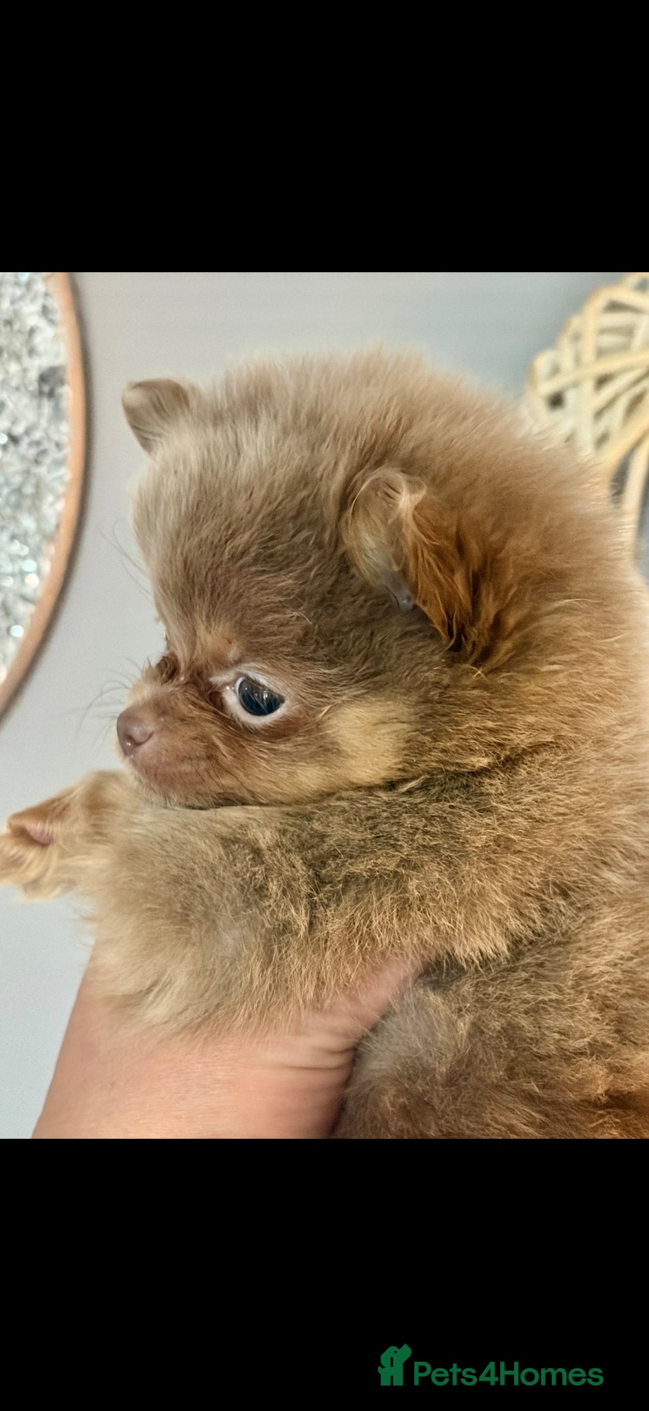 Pomeranian dogs for sale: Amazing lilac and tan micro  girl  - Advert 4