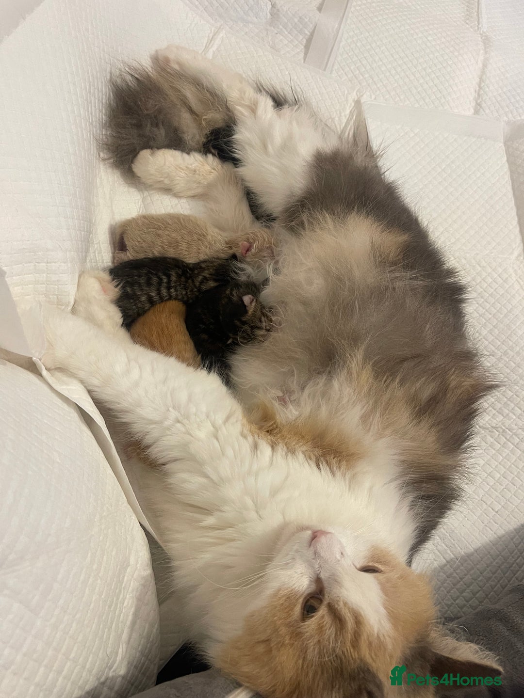 Mixed Breed cats for sale: 5 beautiful kitties  - Advert 11