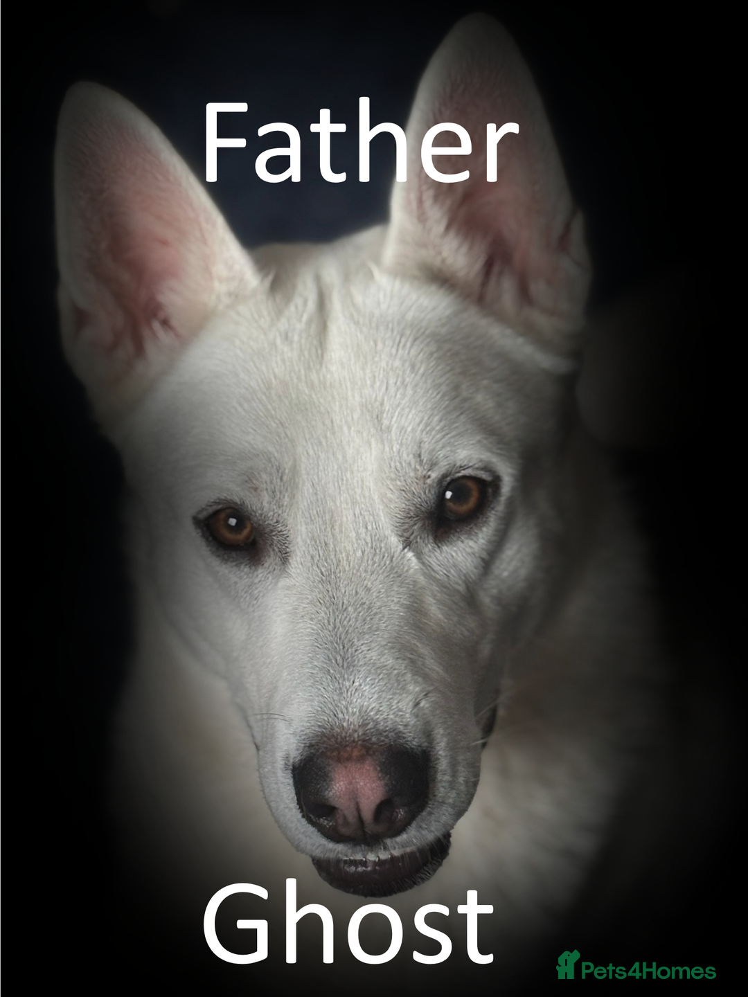 Shepsky dogs for sale: Siberian husky hybrid pups - Image 27