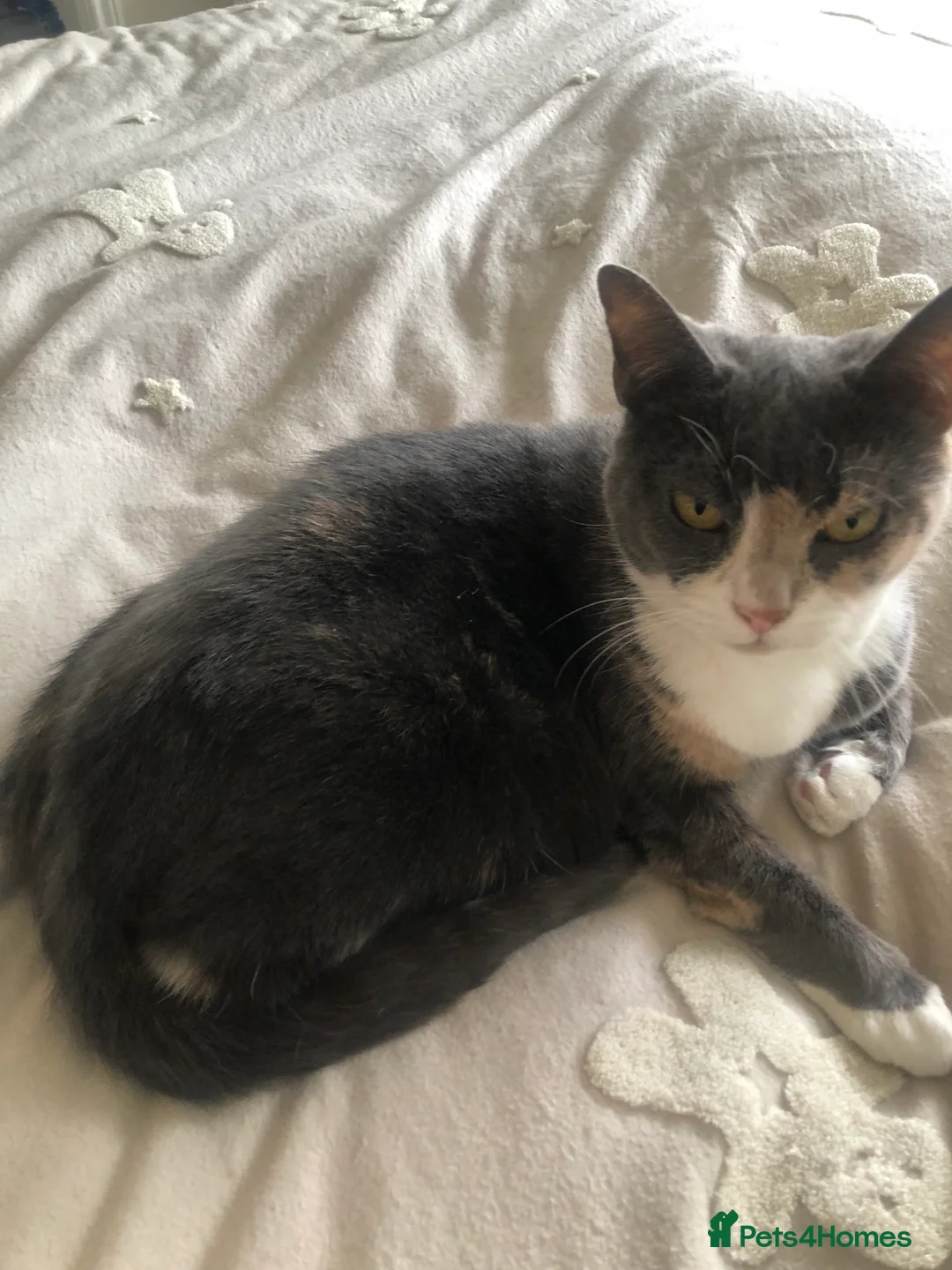 Mixed Breed cats for sale: 1 adorable, playful, grey and white male kitten.  - Advert 4