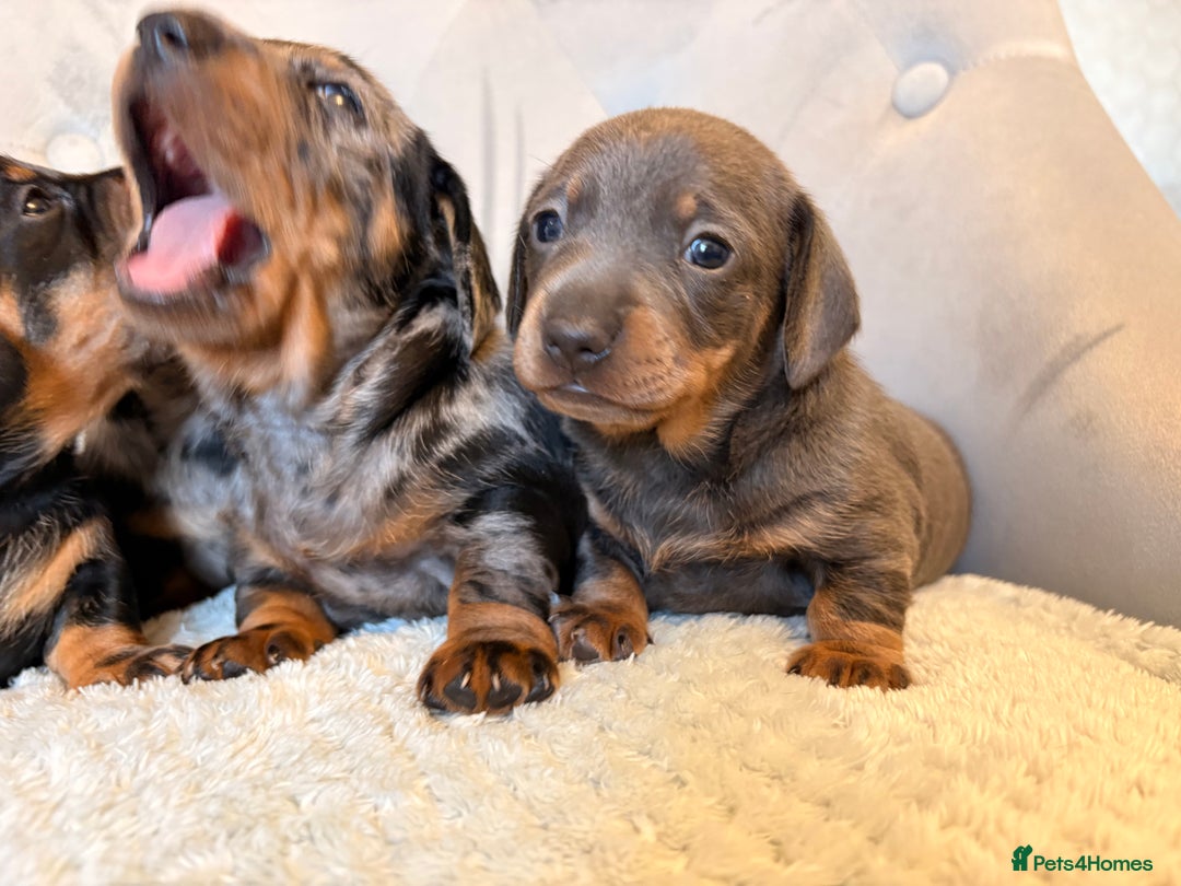 Miniature Dachshund dogs for sale: Miniature Dachshund - Advert 6
