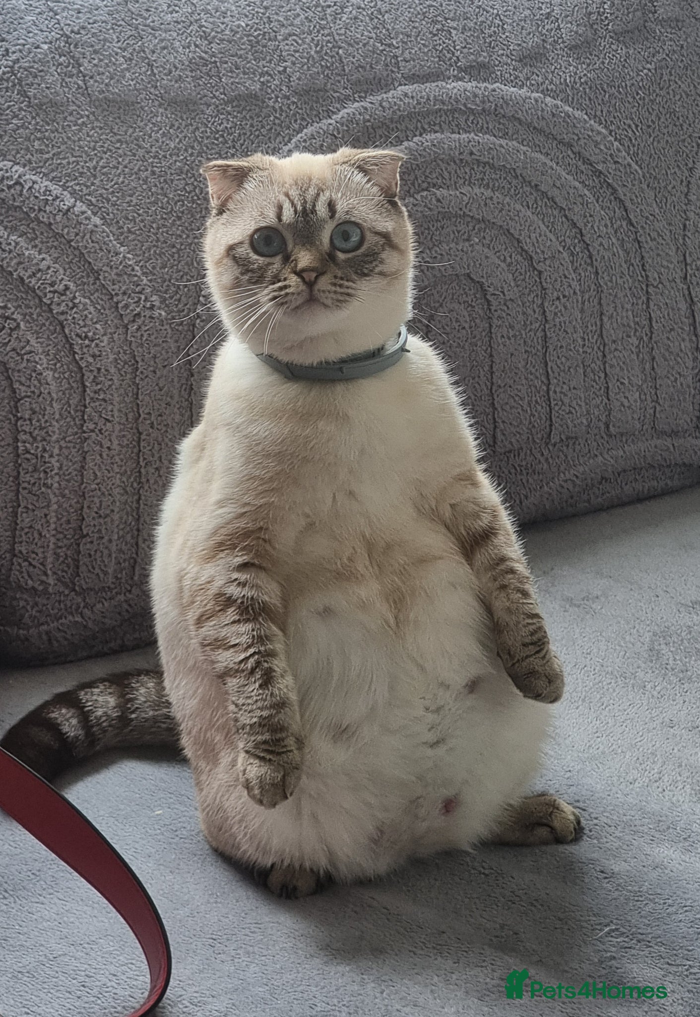 Scottish Fold cats Scottish straight and Scottish fold  - Advert 4