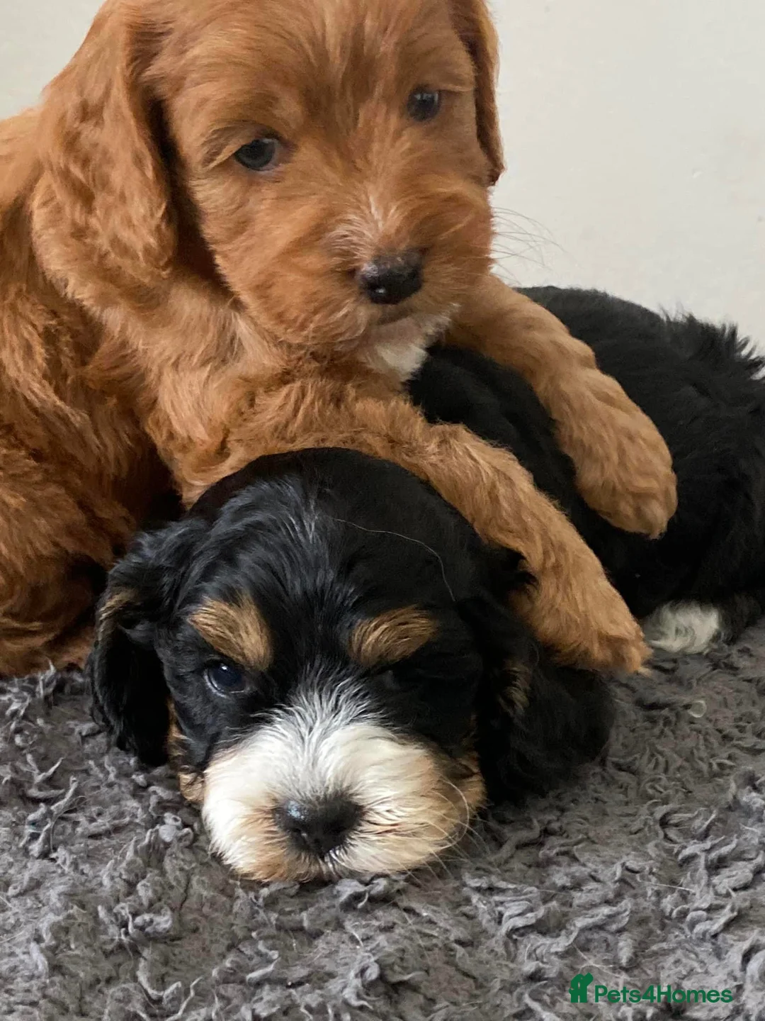 Cockapoo dogs for stud: Unique f3 American cockapoo stud  in Aberdeen - Advert 15