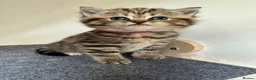 British Shorthair cats for sale: Stunning Tabby FULL PEDIGREECHAMPION BSH BABIES 😍 - Advert 3