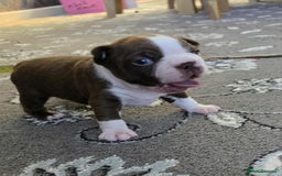 Boston Terrier dogs for sale: Red & white male Boston terrier - Image 1