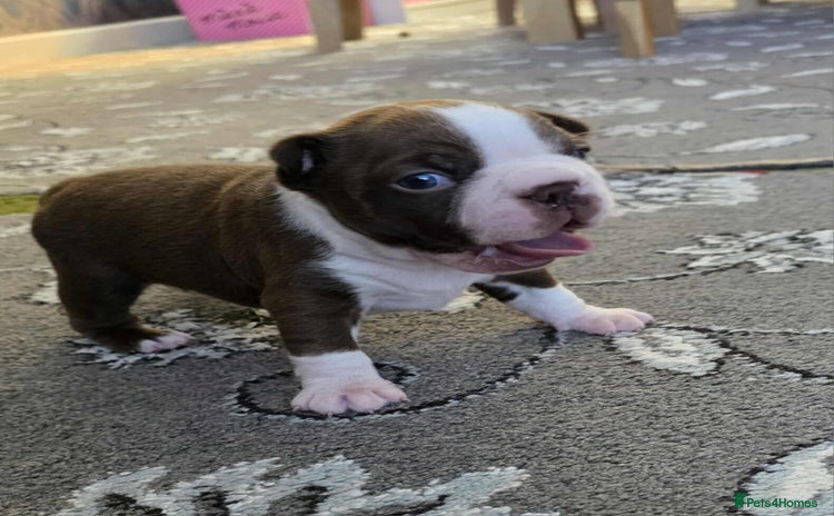 Boston Terrier dogs - Advert 8