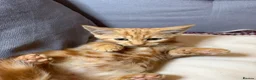 Mixed Breed cats for sale: Beautiful Kittens - Ready for their forever home - Advert 6