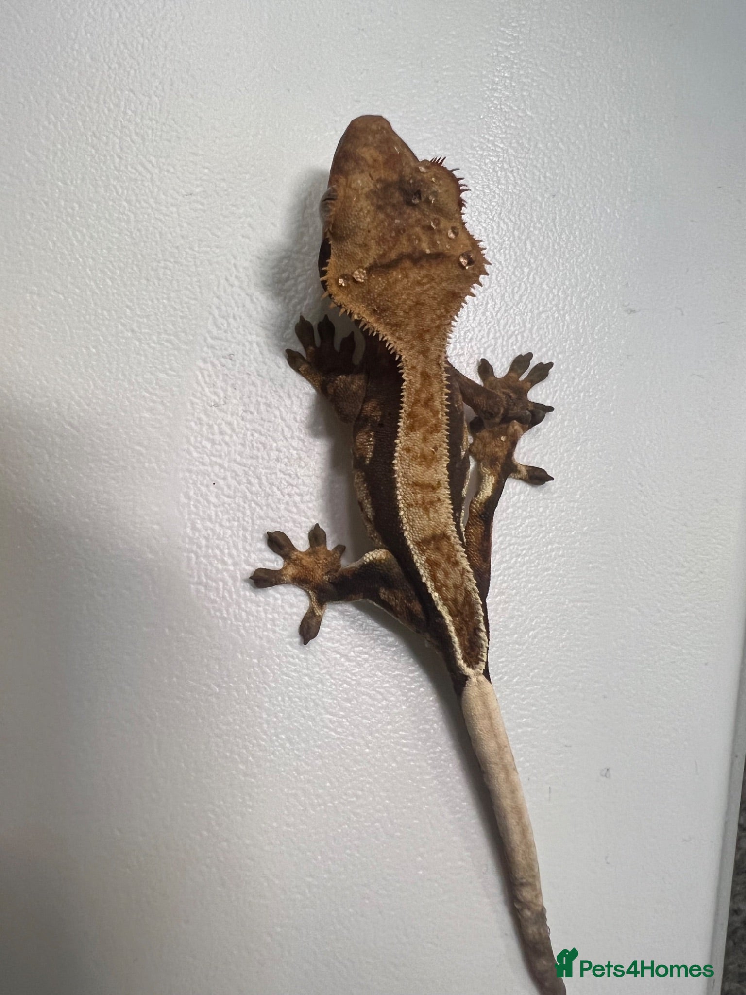 Gecko reptiles Various Crested geckos  - Advert 1