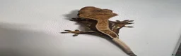 Gecko reptiles for sale: Various Crested geckos  - Advert 1