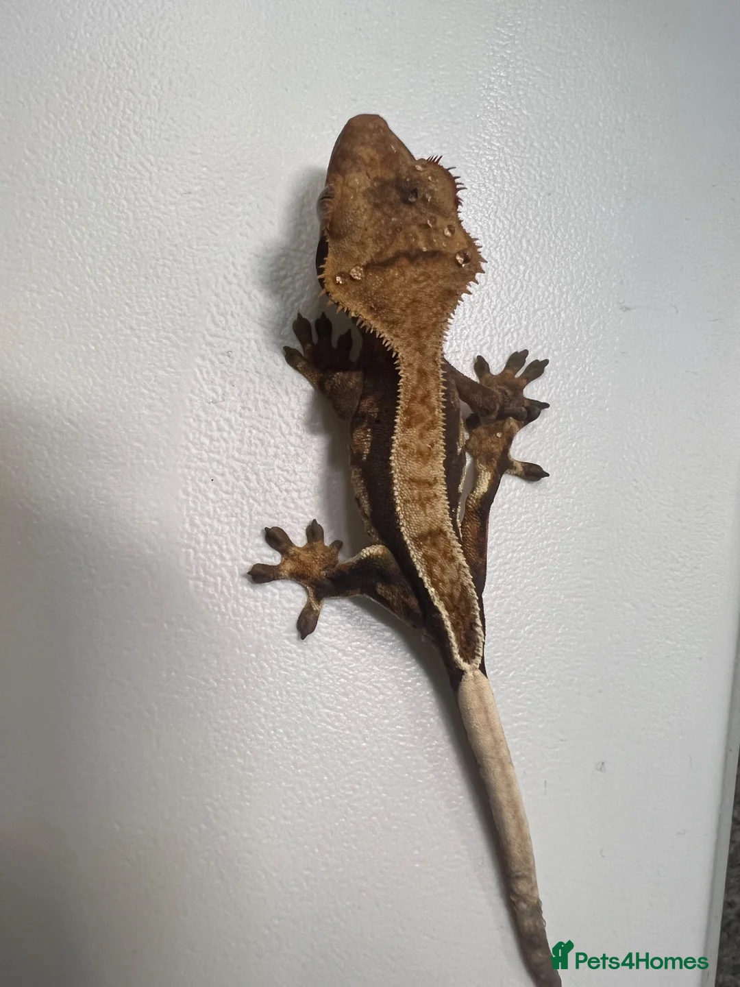 Gecko reptiles for sale: Various Crested geckos  - Advert 1