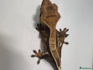 Gecko reptiles Various Crested geckos - Advert 2