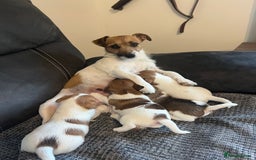 Jack Russell dogs for sale: Jack Russell puppies - Advert 4