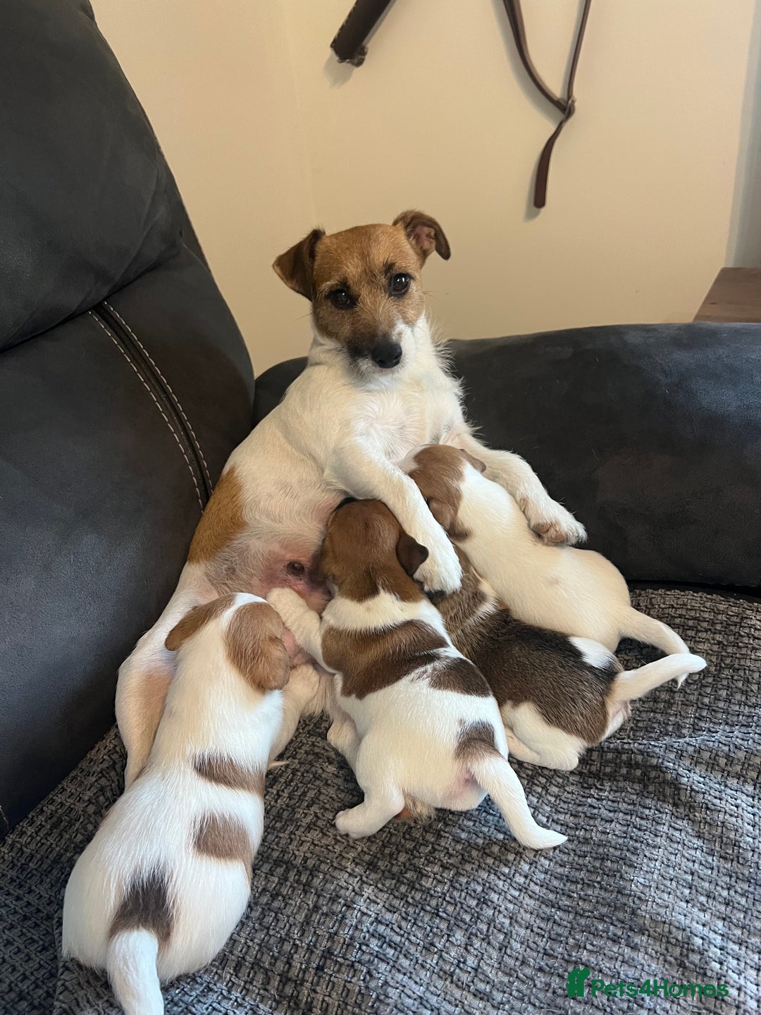 Jack Russell dogs for sale: Jack Russell puppies - Advert 4