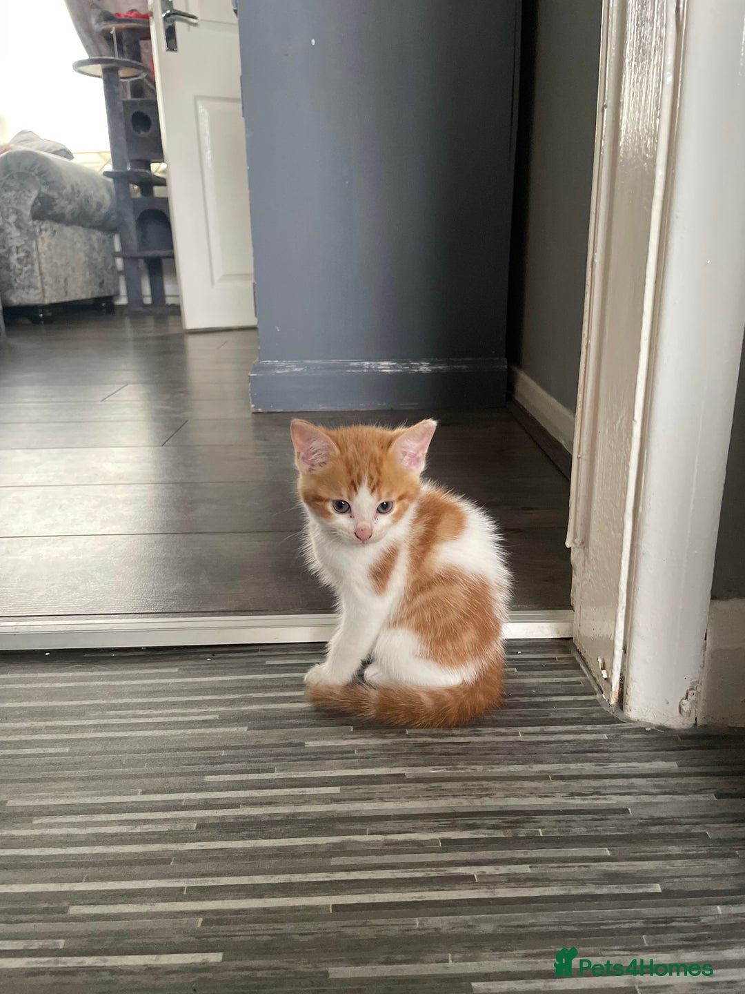 Domestic Shorthair cats for sale: Beautiful kitten needing a loving home.  - Image 3