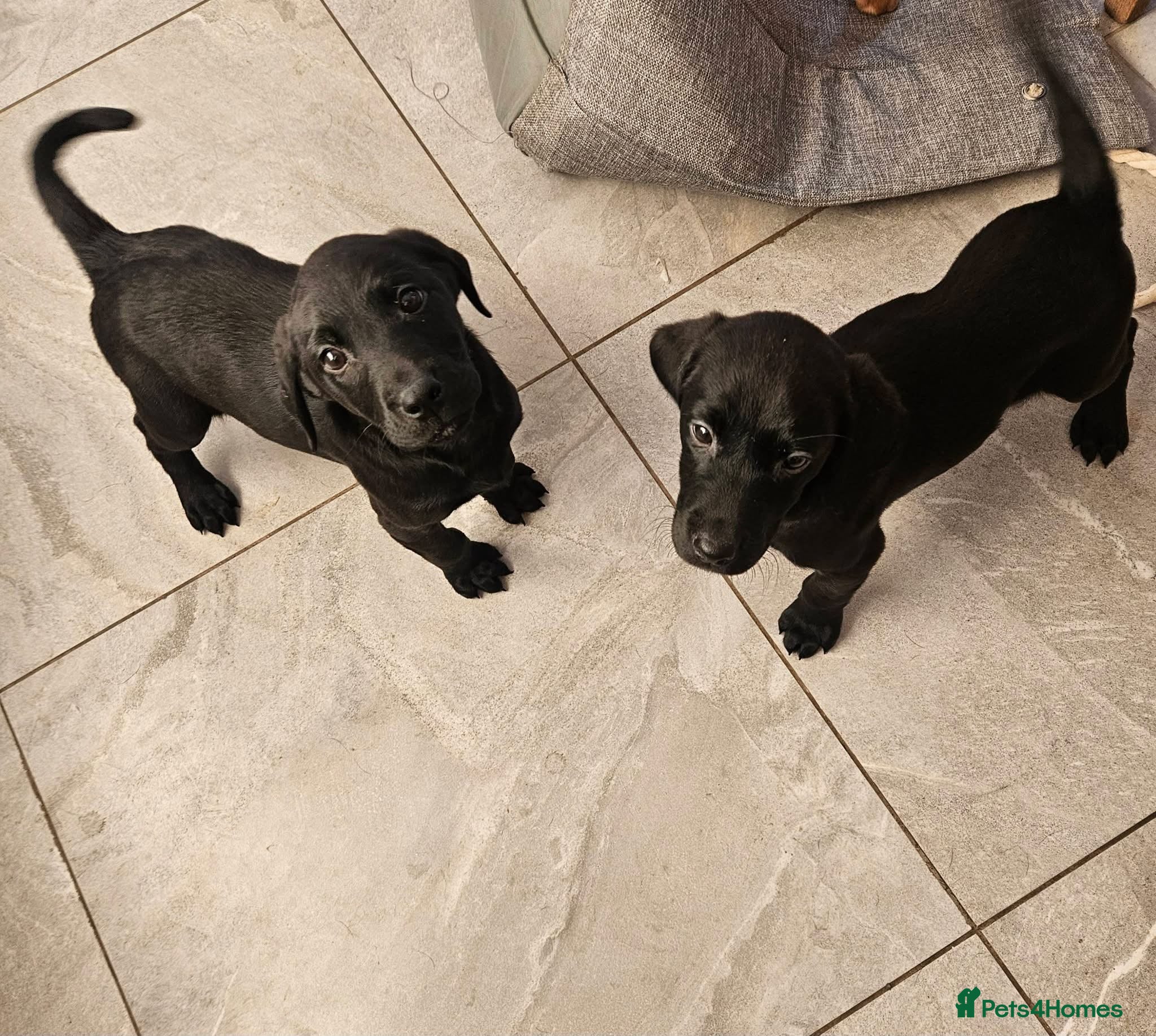 Labrador Retriever dogs Labrador puppies - Advert 13