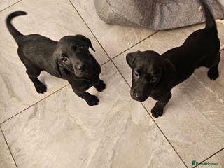 Labrador Retriever dogs Labrador puppies - Advert 15