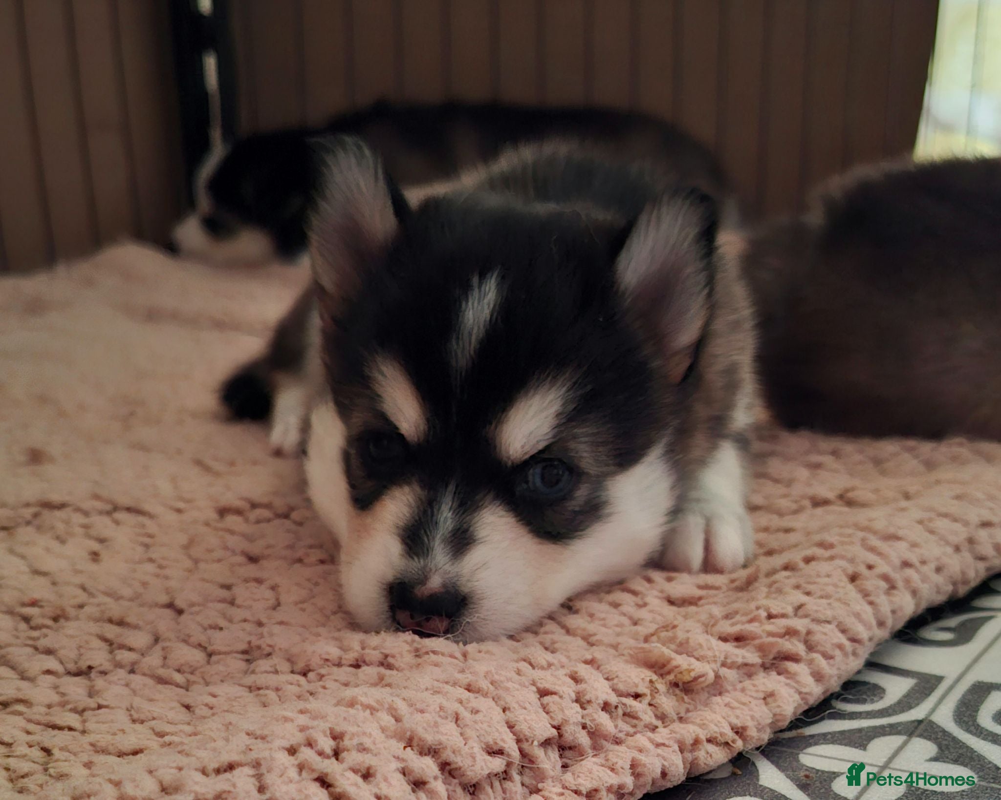 Pomsky dogs Stunning Pomsky Puppies  - Advert 10