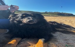 Mixed Breed dogs for sale: Rufty - Image 16