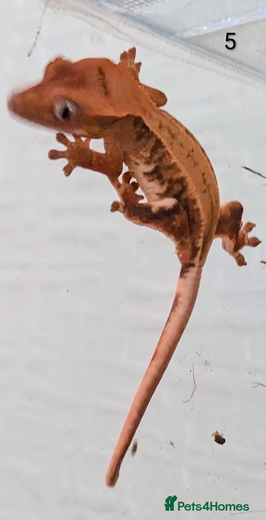 Gecko reptiles Crested Gecko Babies  - Advert 10