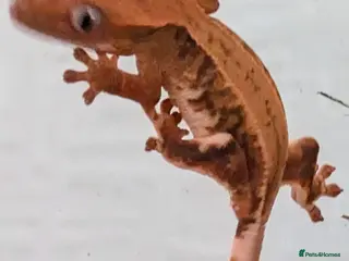 Gecko reptiles Crested Gecko Babies - Advert 10