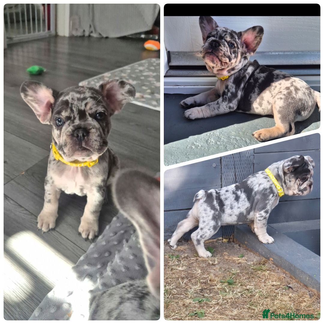 French Bulldog dogs  ​Happy,Healthy Pups Ready for Their Forever Homes - Advert 2