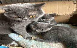 British Shorthair cats for sale: British Shorthair Blue 1 male 1 female - Image 4