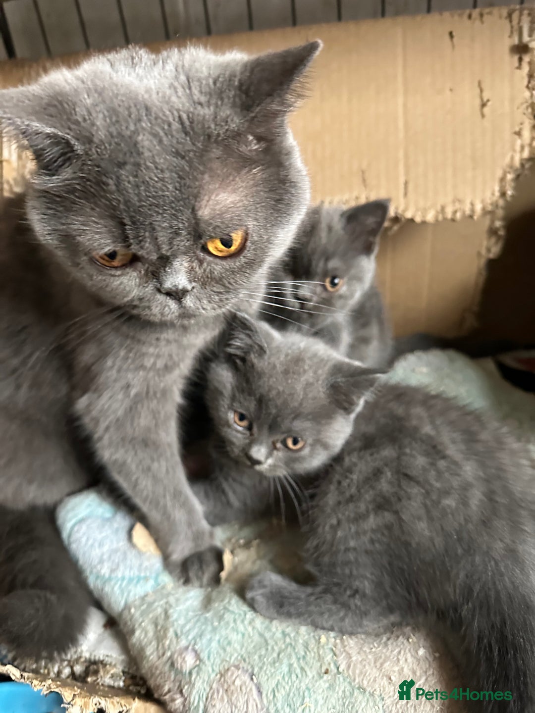 British Shorthair cats for sale: British Shorthair Blue 1 male 1 female - Image 4