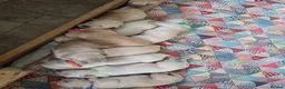 Golden Retriever dogs for sale: 9 beautiful golden retriever puppies - Advert 2