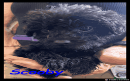 Mixed Breed dogs for sale: Beautiful Borderpoo Puppies – Ready 24th August - Image 13