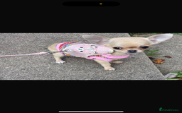 Chihuahua dogs for sale: 18 week old Tiny Female Chihuahua - Image 6