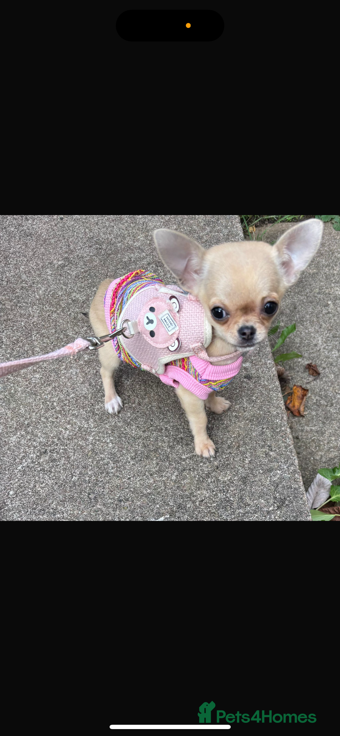 Chihuahua dogs for sale: 18 week old Tiny Female Chihuahua - Image 6