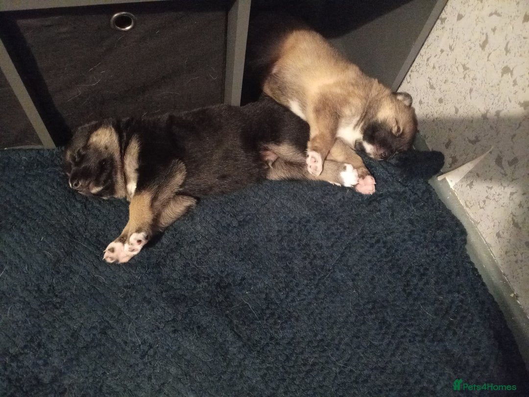 Shepsky dogs for sale: Shepsky puppies  - Image 1