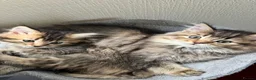 Scottish Fold cats for sale: 5 beautiful Scottish Fold / British Longhair - Advert 2