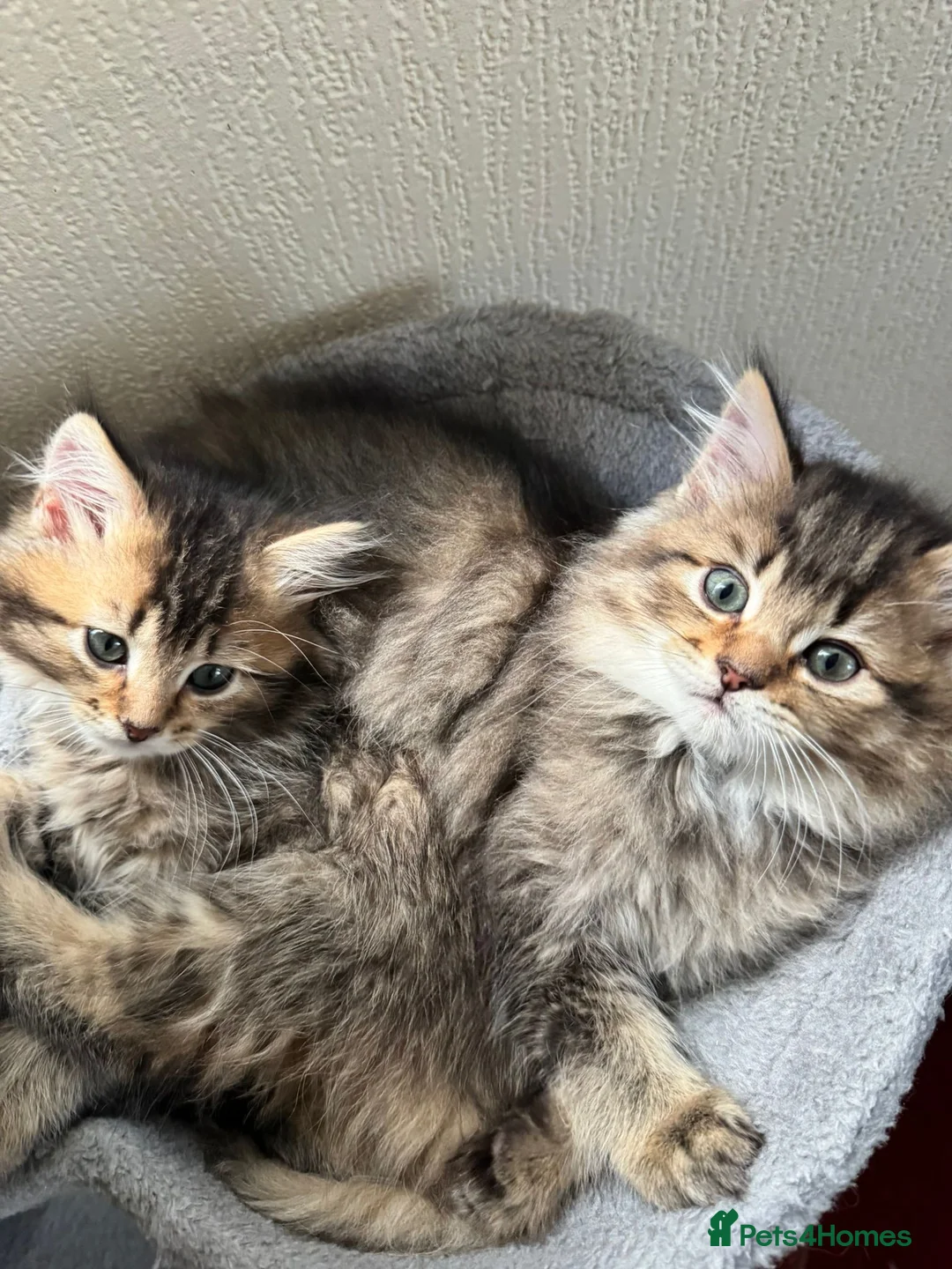 Scottish Fold cats for sale: 5 beautiful Scottish Fold / British Longhair - Advert 2