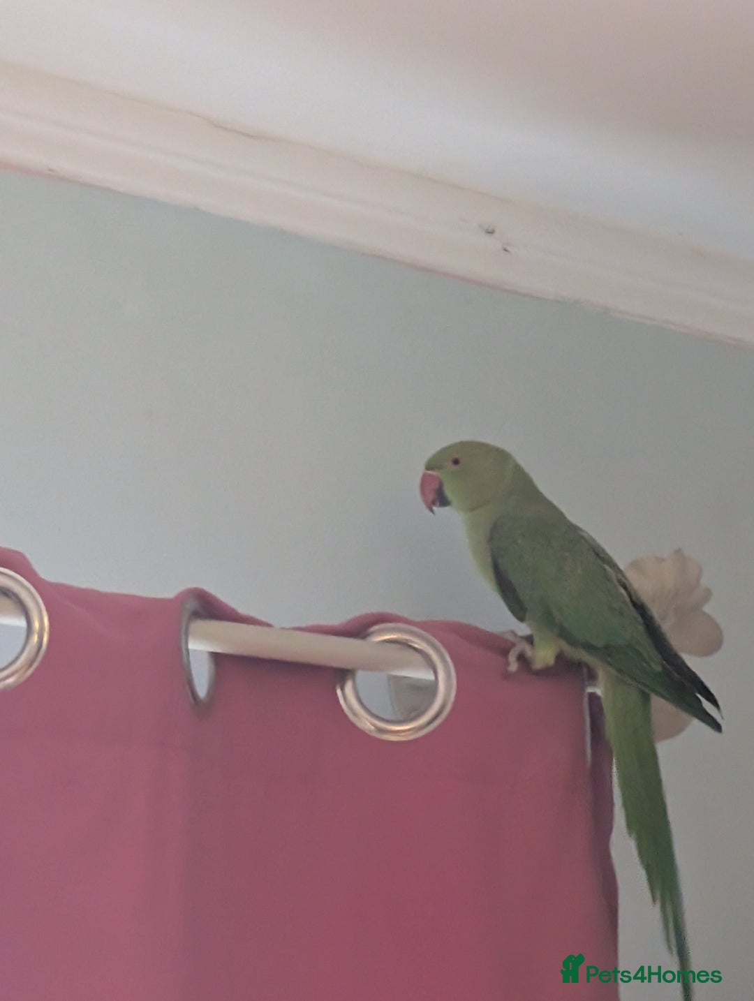 Ringnecks birds for sale: Green ring neck -Free to the right home - Advert 1