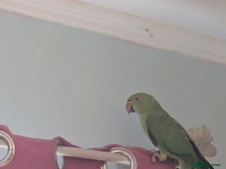 Ringnecks birds Green ring neck -Free to the right home - Advert 5