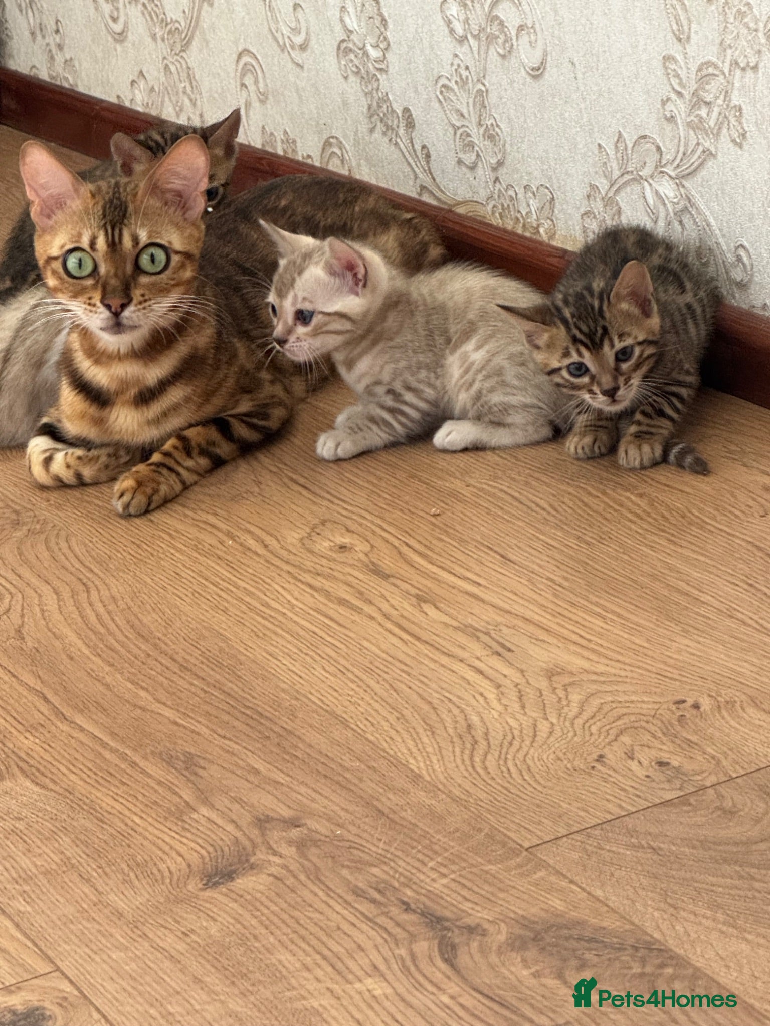 Bengal cats Bengal - Advert 9